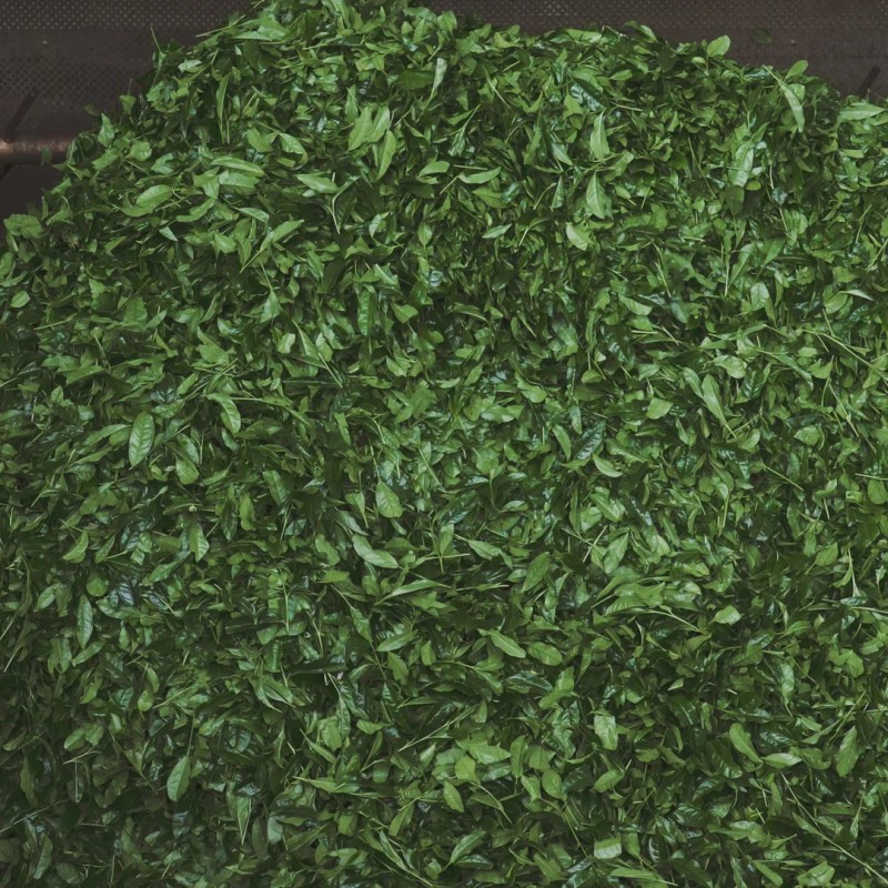 Matcha from Archives of Us
